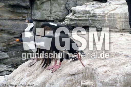 Königskormoran (8 von 19).jpg